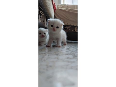 British shorthair karne hediyesi kediler
