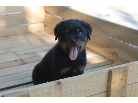 Rottweiler yavruları yeni ailelerini bekliyor!
