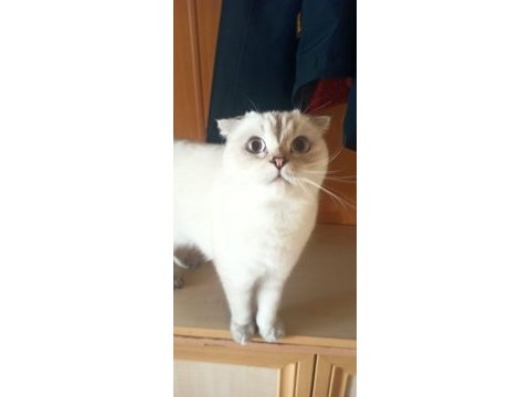 Tatlı şirin sakin yavrumuz yeni yuvasını arıyor