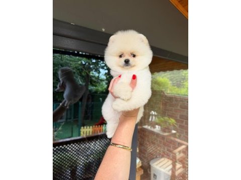 Ayıcık surat pomeranian boo