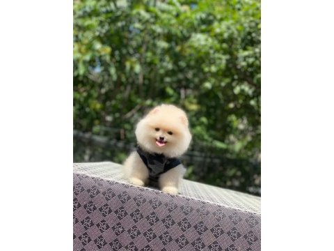 Pomeranian boo safkan ayı surat bebeklerim