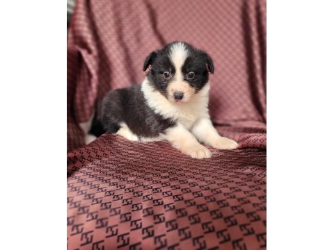 Border collie yavruları