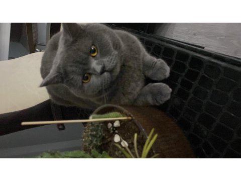 Acil british shorthair sahiplendirilecek