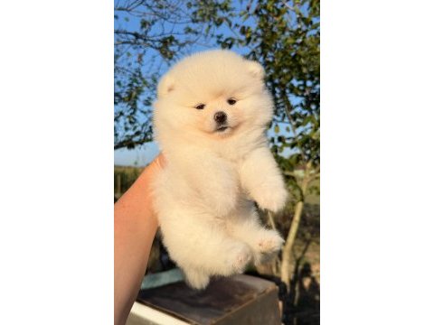 Pomeranian boo yavrumuz yeni yuvasını arıyor