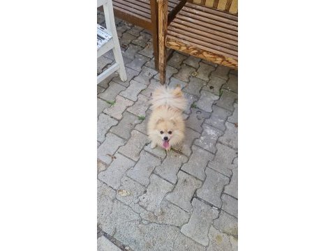 Bu güzelliklerde benden gelsin pomeranian