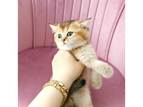 British shorthair yavrular teslime hazır