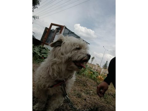 Malta terrier köpeğimiz sahiplendirilecek