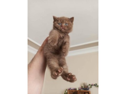 Cinnamon bicolor british shorthair