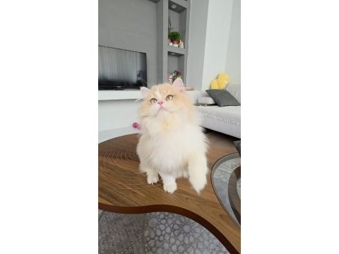 British longhair kedilerim