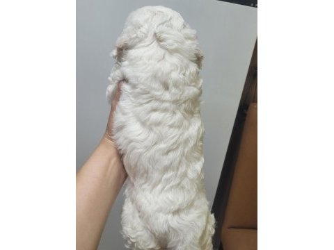 0 numara maltese terrier bebekler