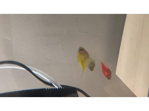Trans genetic tetra