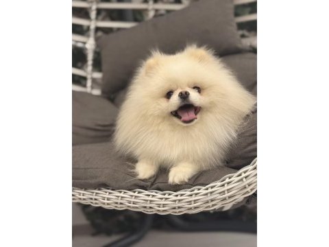 Teddy surat scr ve pasaportlu pomeranian