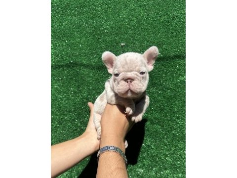 Avrupadan türkiyeye french bulldog