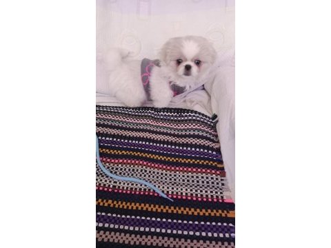 Safkan pekinez köpekler