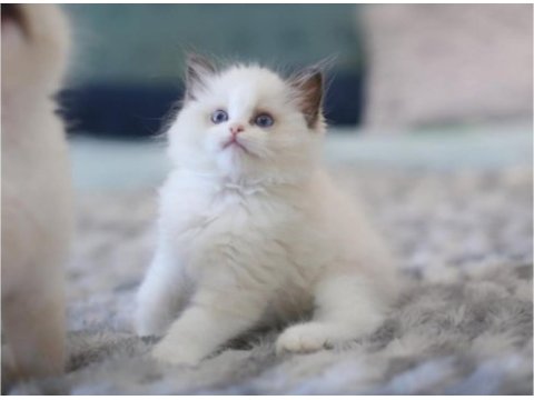 Türkiyenin en değerli kedisi ragdoll