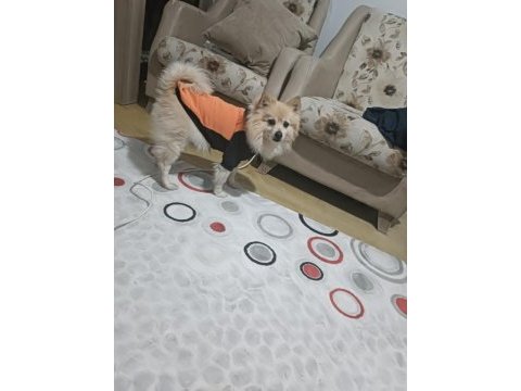 Pomeranian uyguna sahiplendirilecek eşyaları ile verilecek