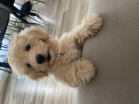 Maltipoo dişi