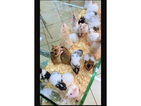 Antalyada hamster için tek adres
