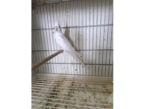 Dişi albino sultan papağanı
