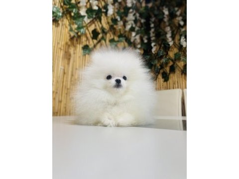Show kalite pomeranian boo erkek yavru