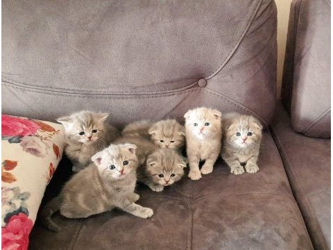 Scottish fold kedimiz