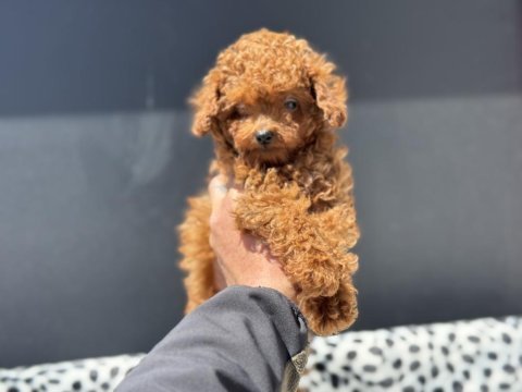 Petmode köpek çiftliğinden tea cup poodle