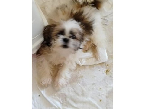 Shih tzu yavrumuz 3 aylık ömürlük yuva arıyoruz (acil)