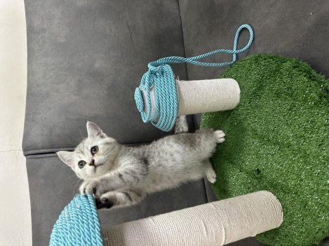 British shorthair yavru kediler