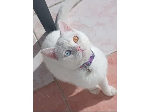 Yavru british shorthair kedimiz