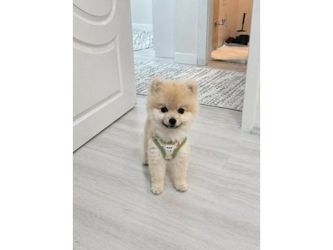 1 yaşında cipli pomeranian boo aşıları tamamladı