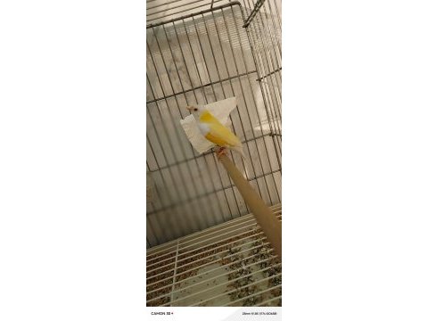 2024 doğumlu gökkuşağı golden finch