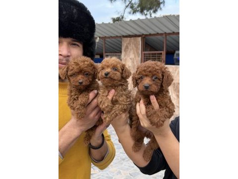 Toy poodle yavrularımız