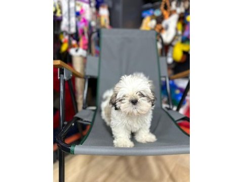 Shihtzu yavrular karta taksitle her yere gönderilir 