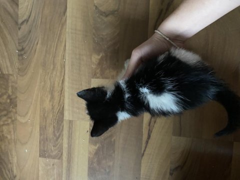 Oyun delisi minik tombik bebek kedimiz