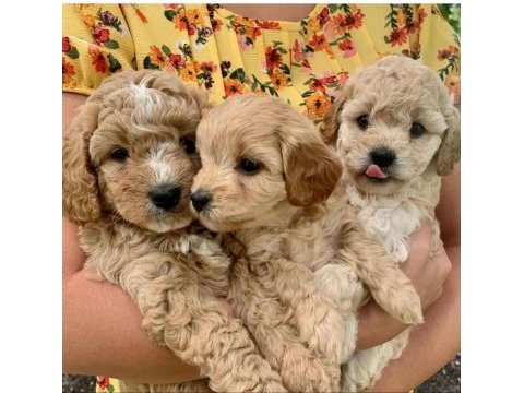Maltipoo bebekler tüy dökmez koku yapmaz
