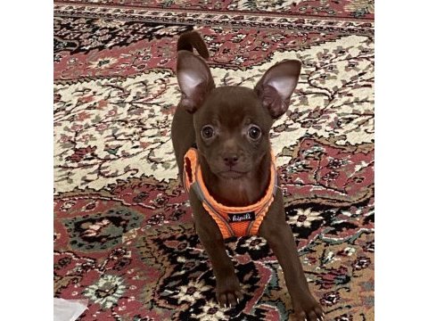Şivava pinscher