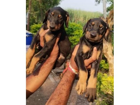 Profesyonel üretim çifliğinden doberman kapıda ödeme