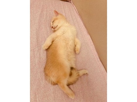 Ay 12 gold british shorthair