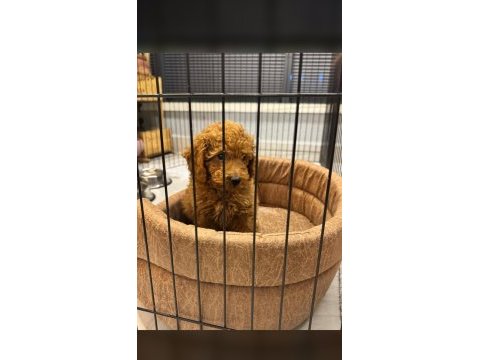 2.5 aylık tuvalet eğitimli poodle