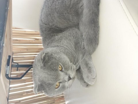 Acil sahiplendirme 2 yaşında scottish fold
