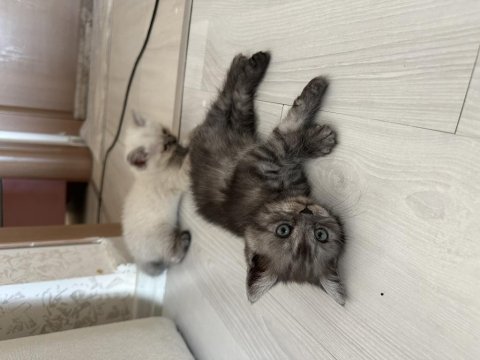 British shorthair kedisi