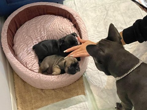 1.5 aylık french bulldog yavru çok uygun fiyata verilecektir