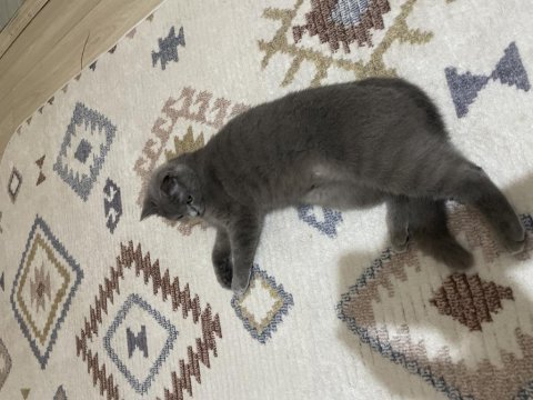 1 yaşında dişi british shorthair