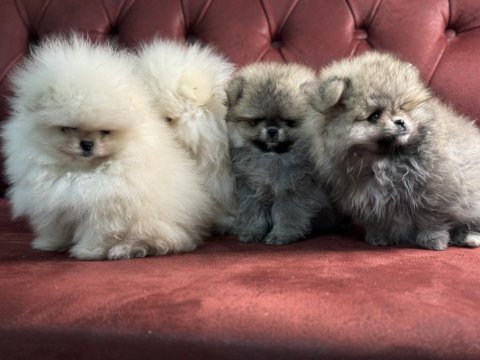 Ankaranın en kaliteli pomeranian yavruları
