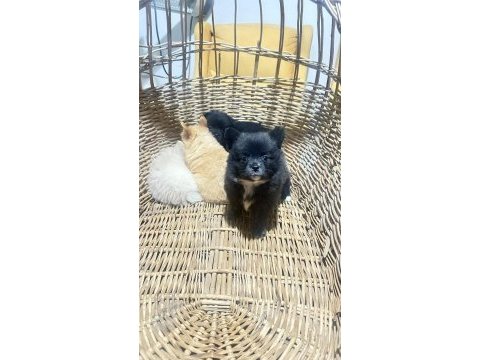 Orjinal sağlıklı pomeranian