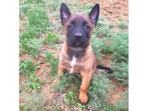 Daima en iyisi için malinois köpeği