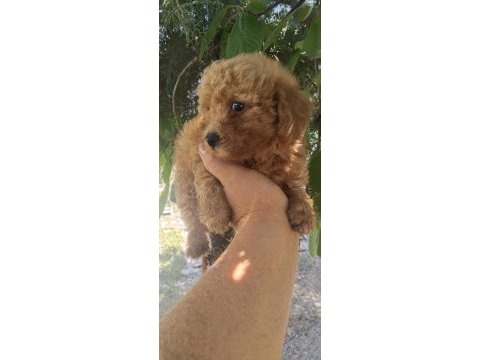 Toy poodle bebekler 45 günlük
