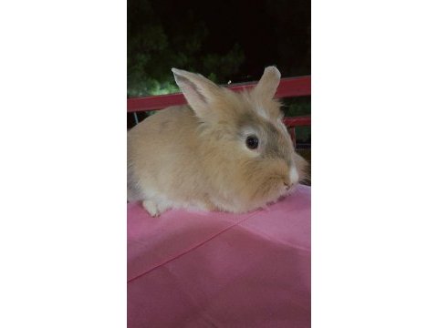 Kahverengi melez dişi tavşanımız
