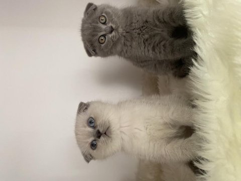 Özel ayı surat yavrularım safkan orjinal scottish fold