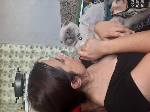 4 aylık scottish fold